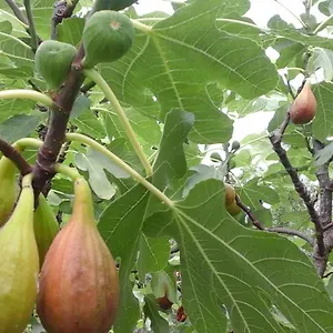 Laurus , Malinska Kroatien